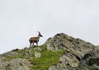 bouquetins Bionassay (32) : 2013, Mont Blanc